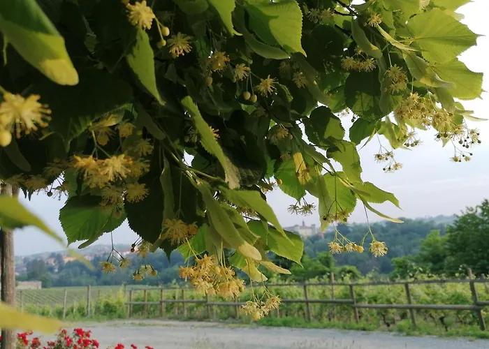 Azienda Agrituristica Costa Dei Tigli *