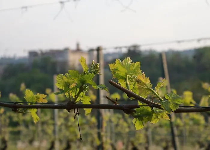 Azienda Agrituristica Costa Dei Tigli Farma