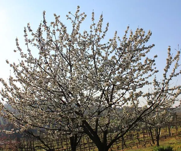 Azienda Agrituristica Costa Dei Tigli Farma *
