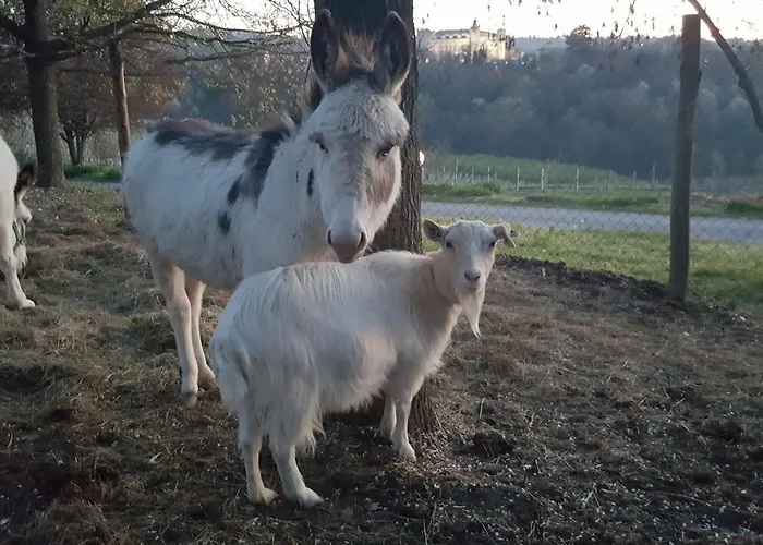 Farma Azienda Agrituristica Costa Dei Tigli *